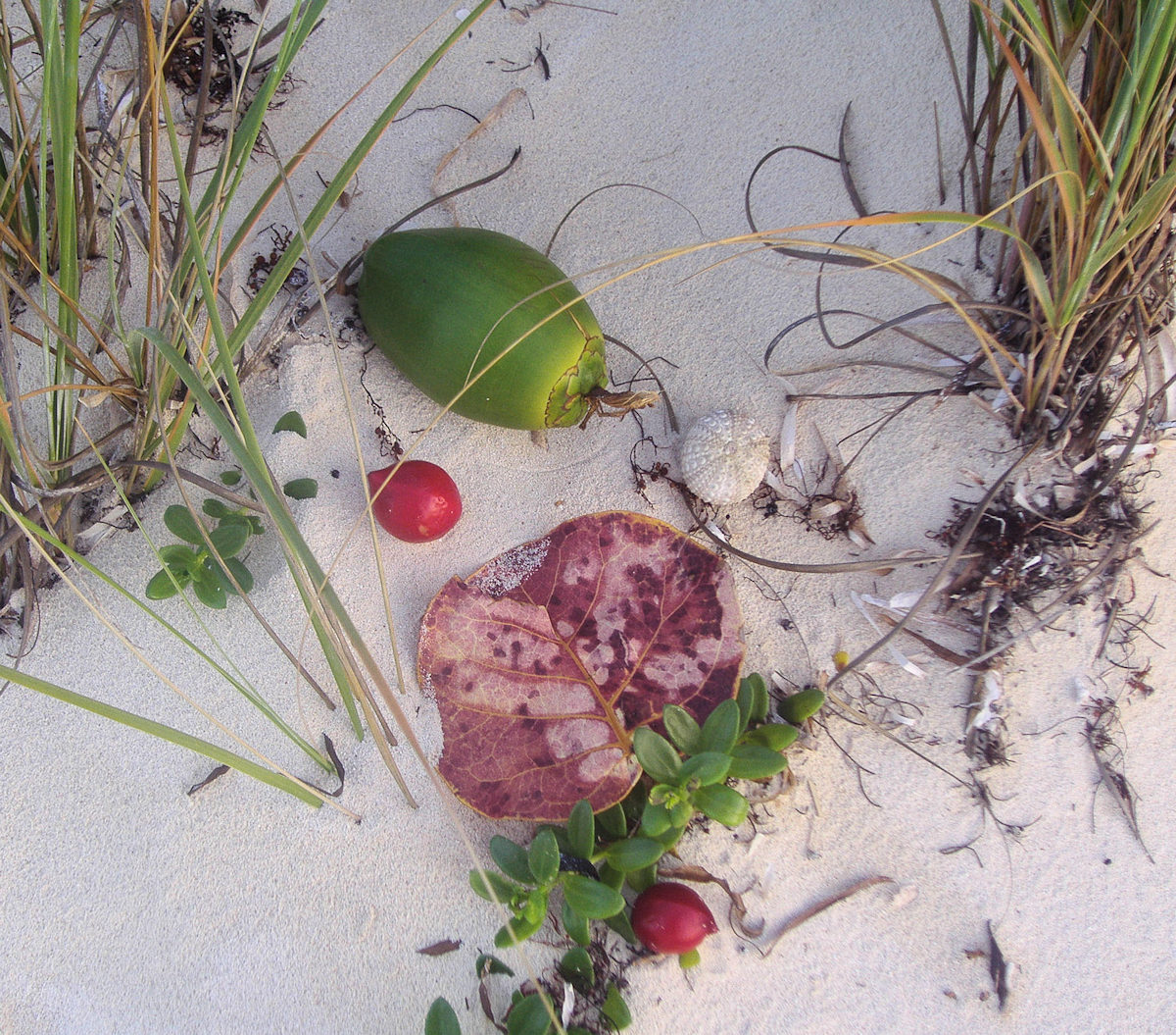 Lyford Cay Still life