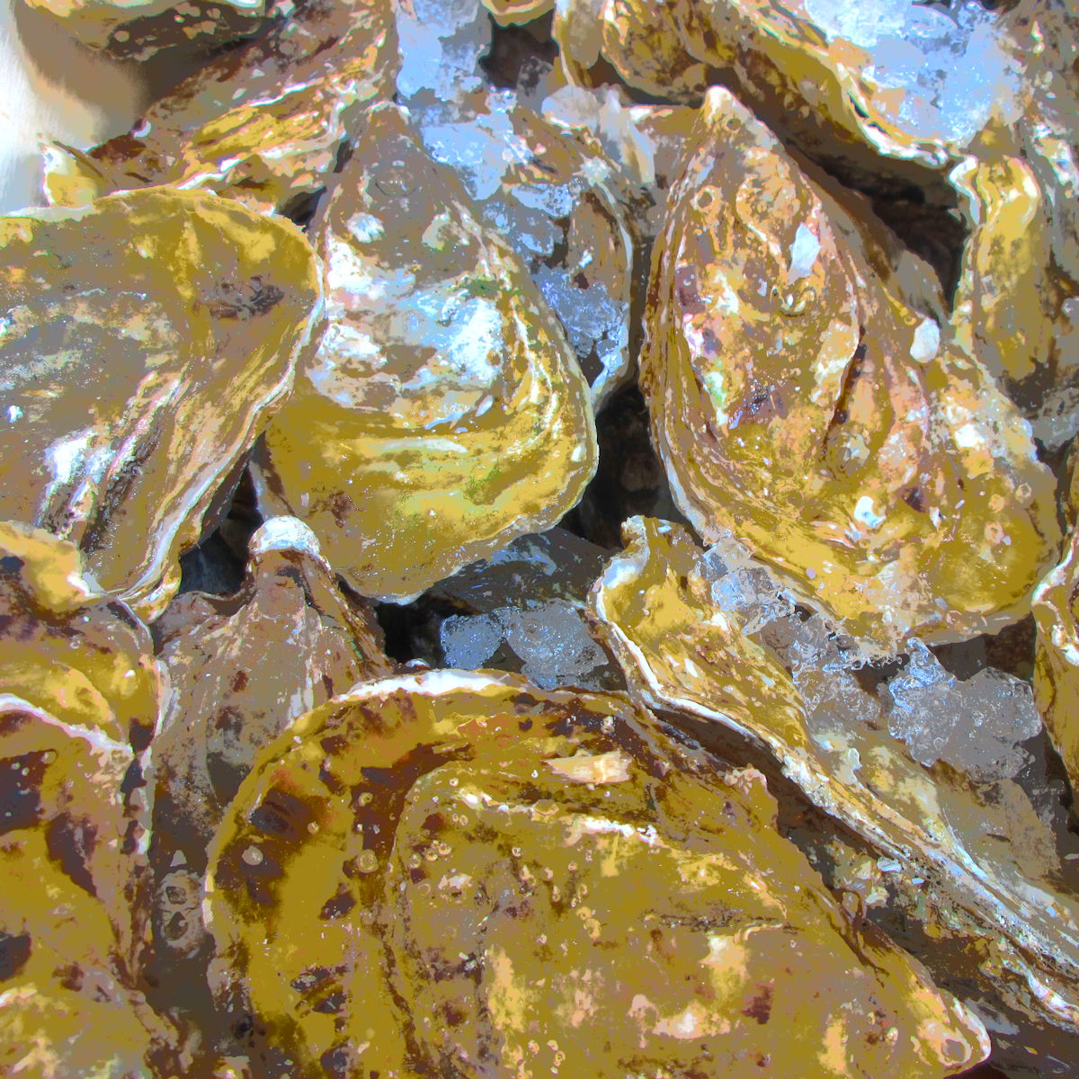 Oyster shells on Ice, photo #1