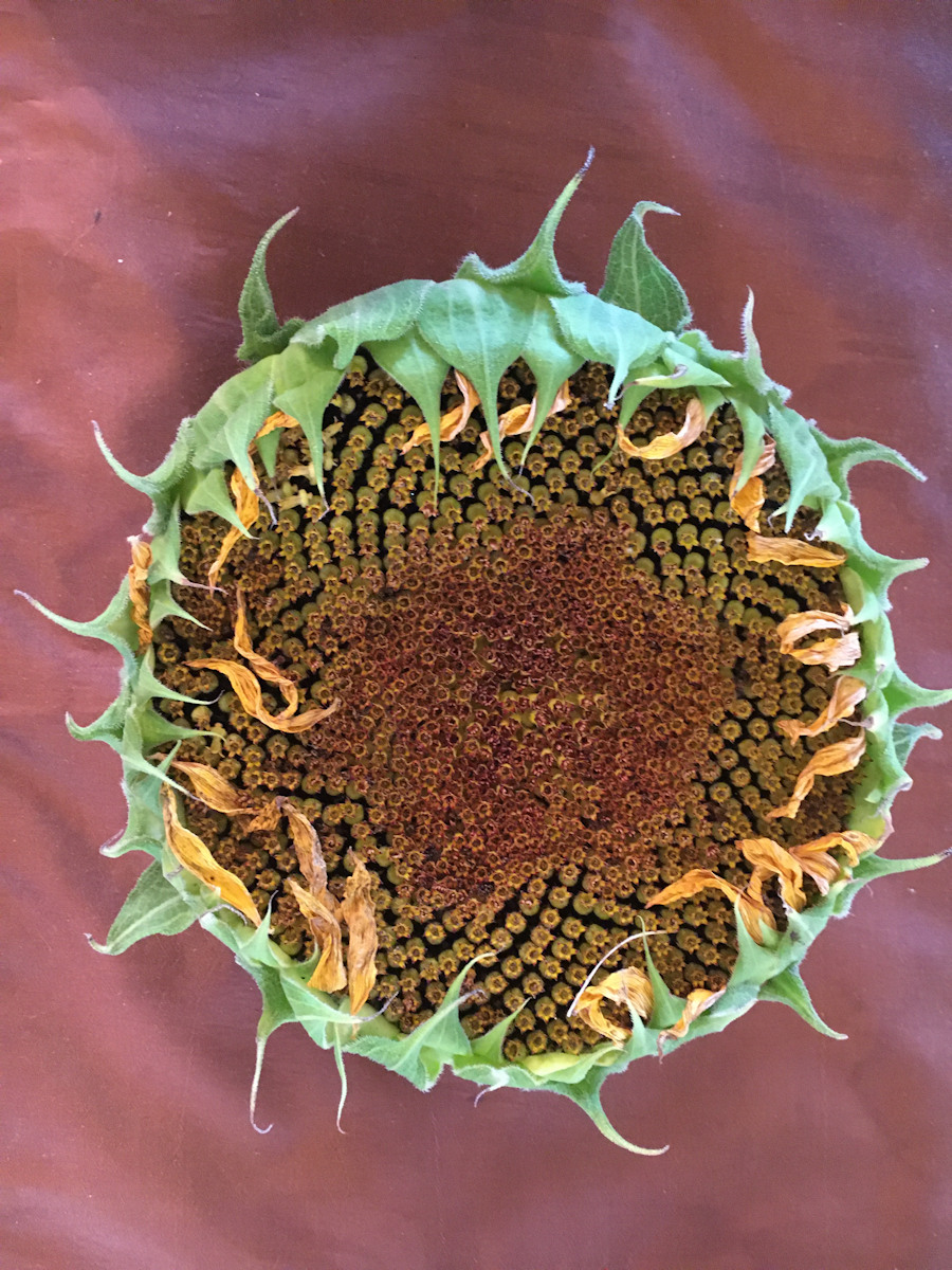 Sunflower Seed Head