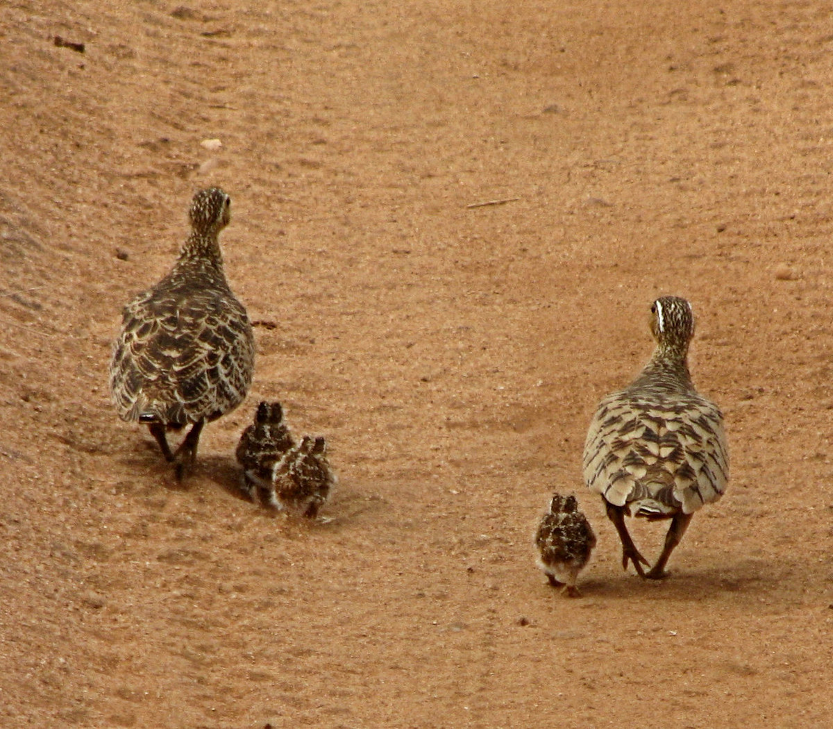 Taking a walk (Crested Francolins)