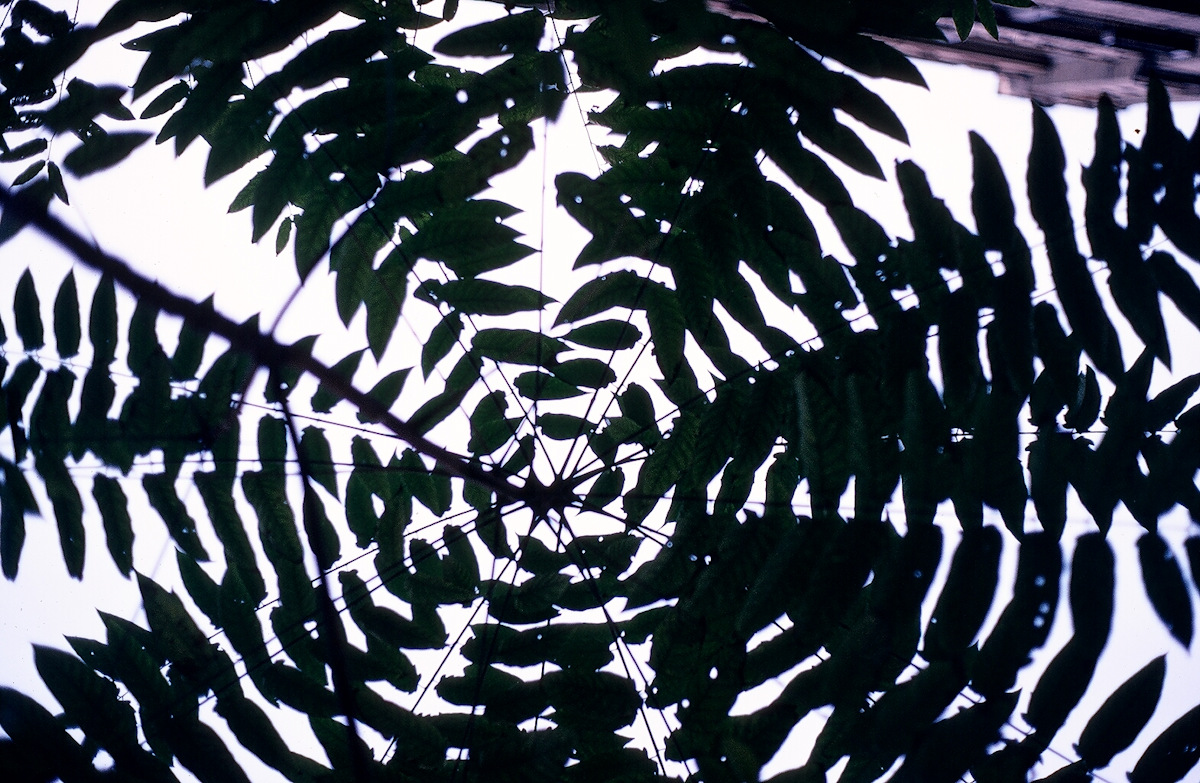 Tree top - Barrow Street NYC